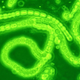 Cyanobacteria, planet Earth’s first terraformers. Image: Doc. RNDr. Josef Reischig, CSc. / Wikimedia